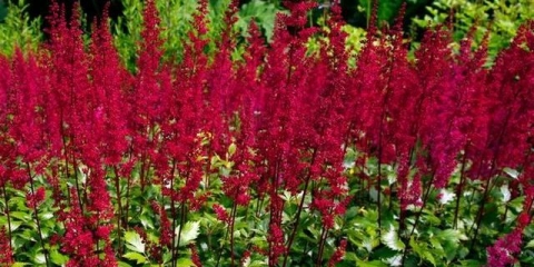 Kada presaditi astilbu